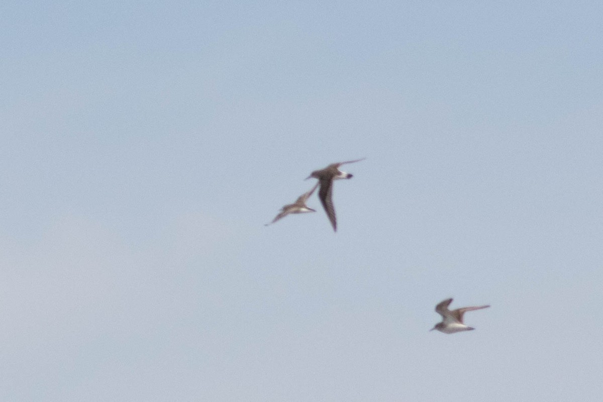 White-rumped Sandpiper - ML642567211