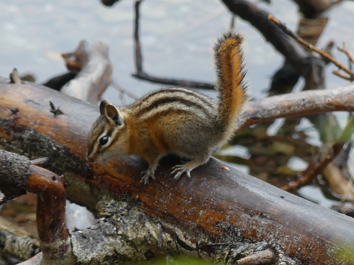 Mammals - ML642567214