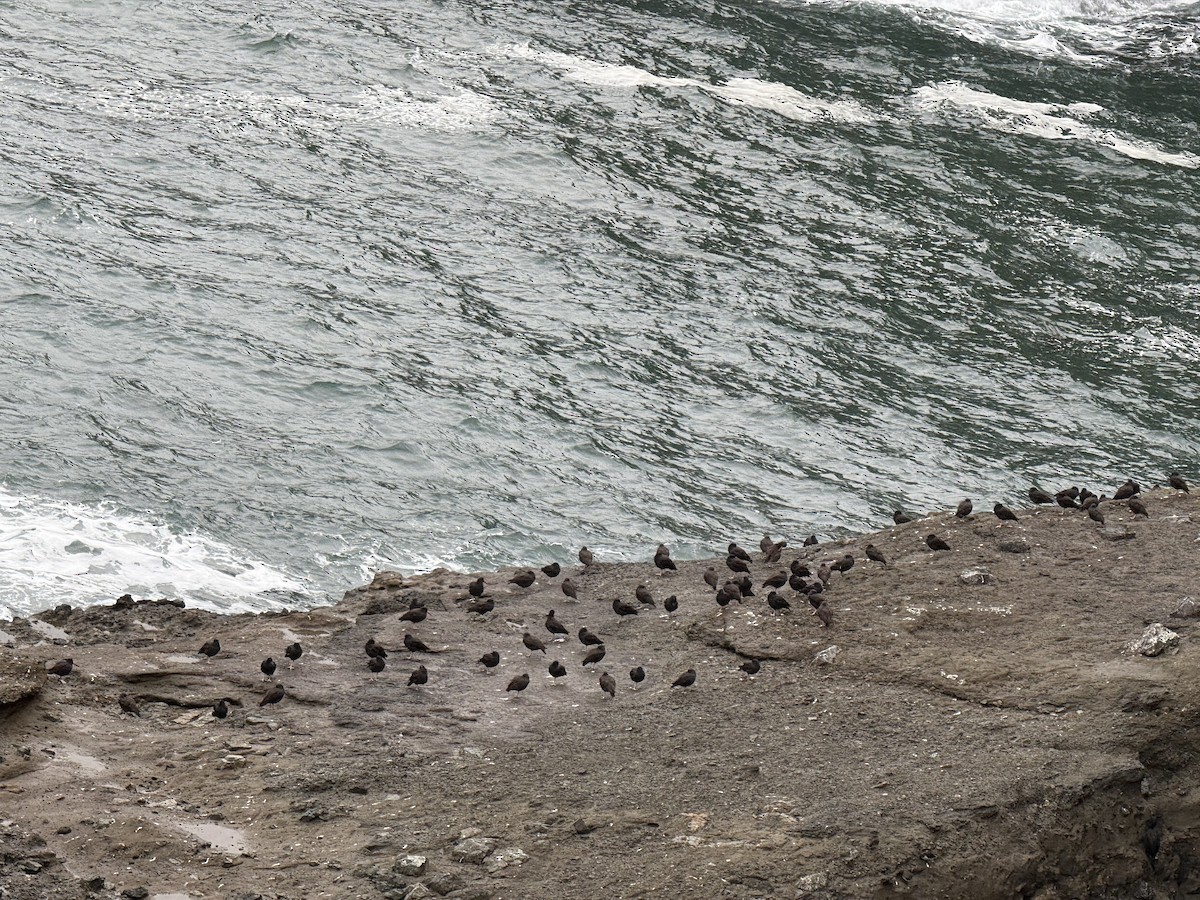Black Oystercatcher - ML642567218