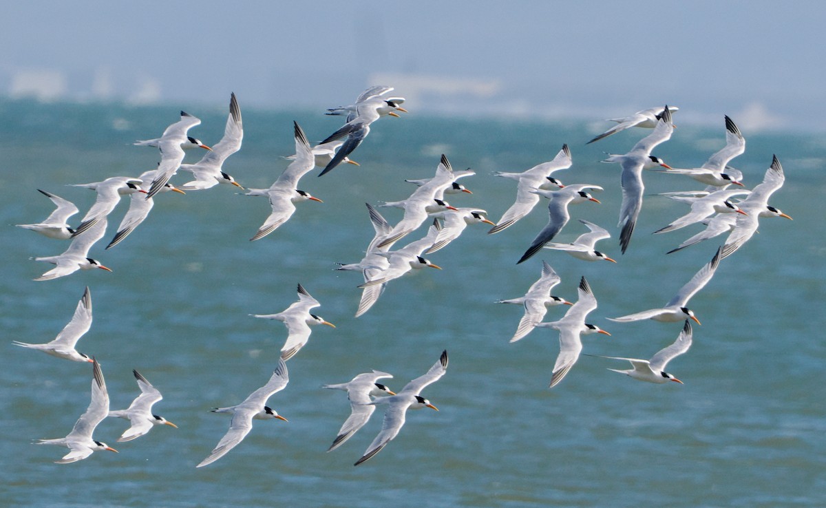 Elegant Tern - ML642567224