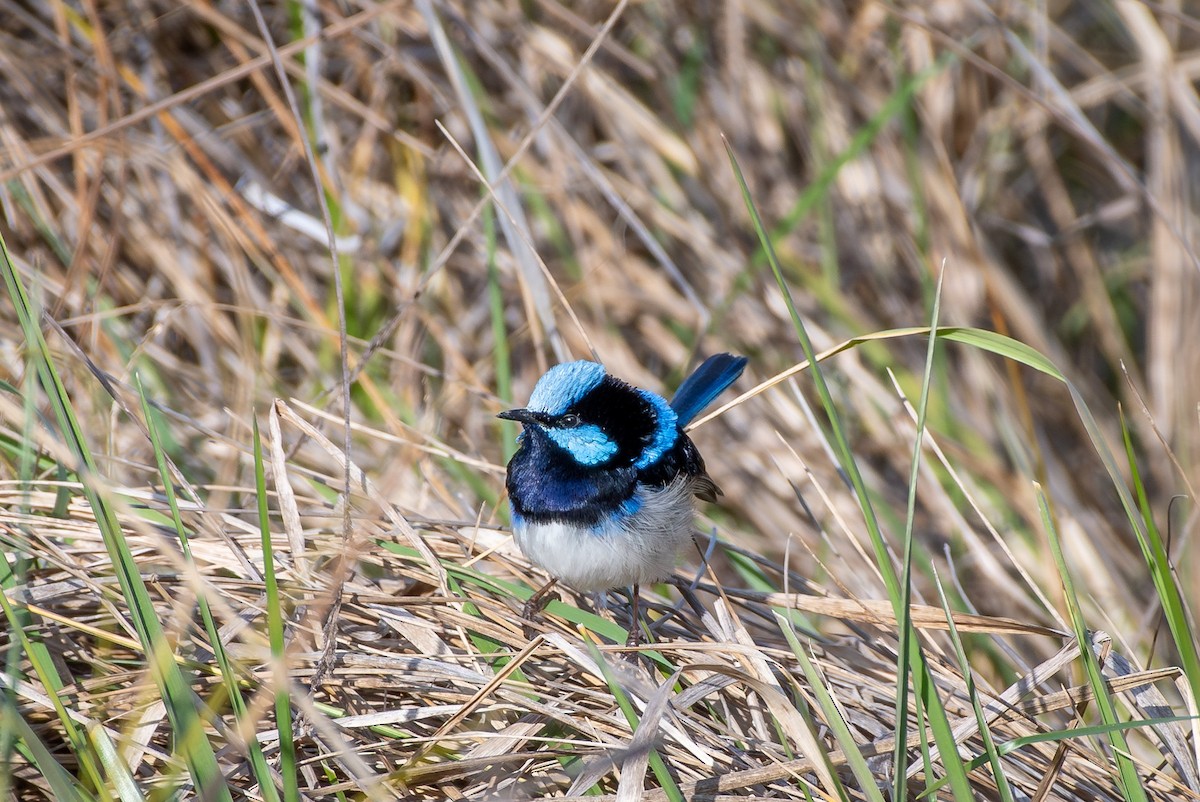 Superb Fairywren - ML642567246