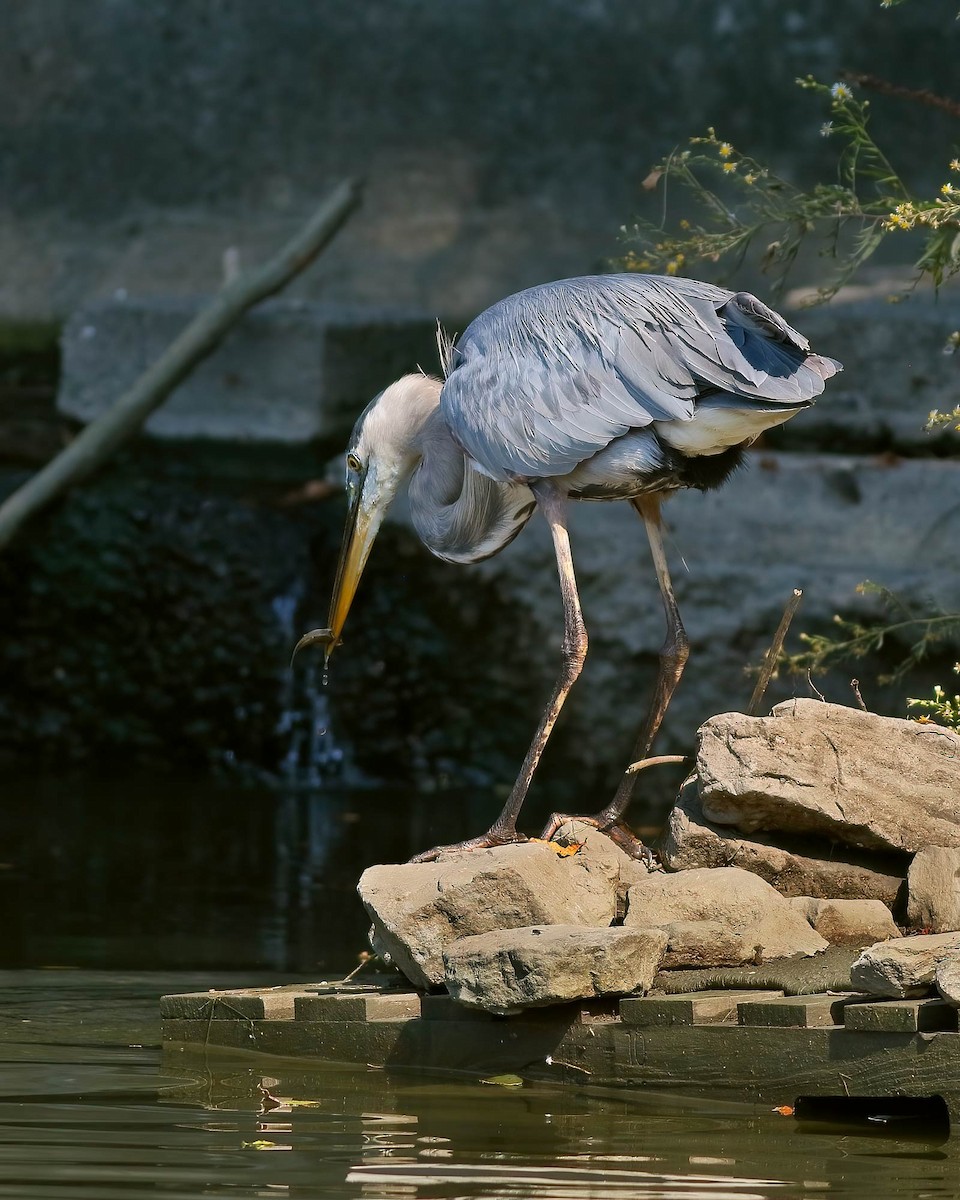 Great Blue Heron - ML642567250