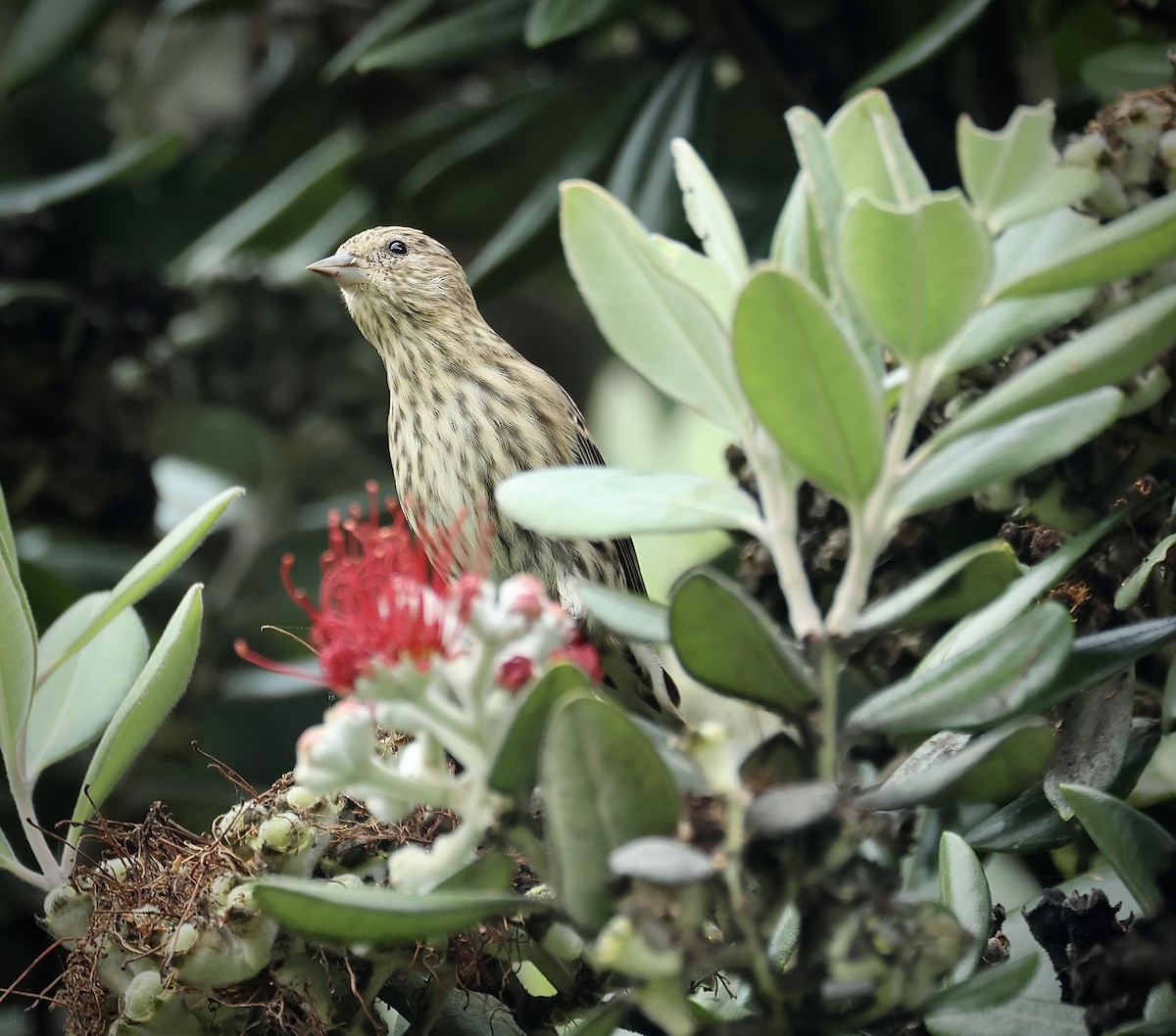 Pine Siskin - ML642567266