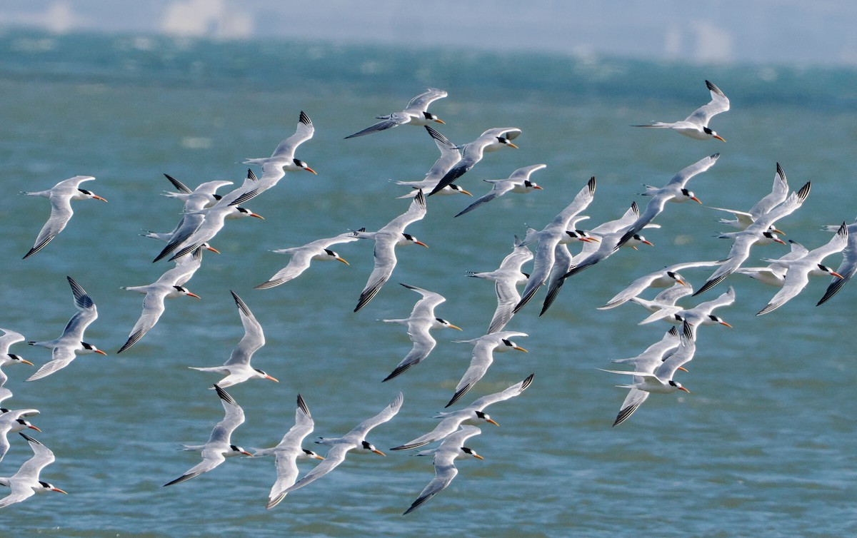 Elegant Tern - ML642567269