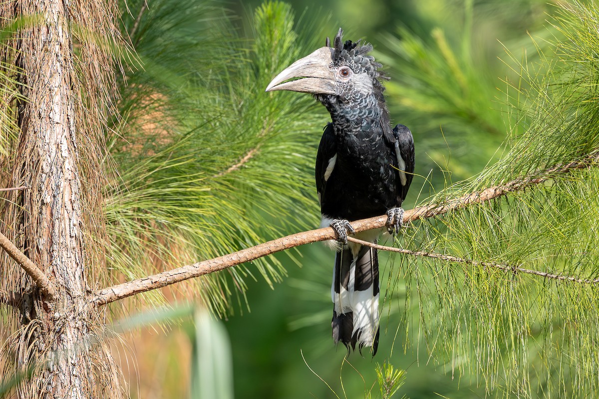Black-and-white-casqued Hornbill - ML642567272