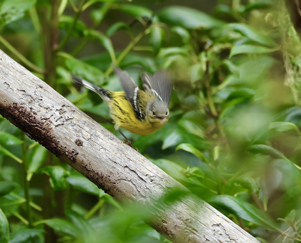 Magnolia Warbler - ML642567273