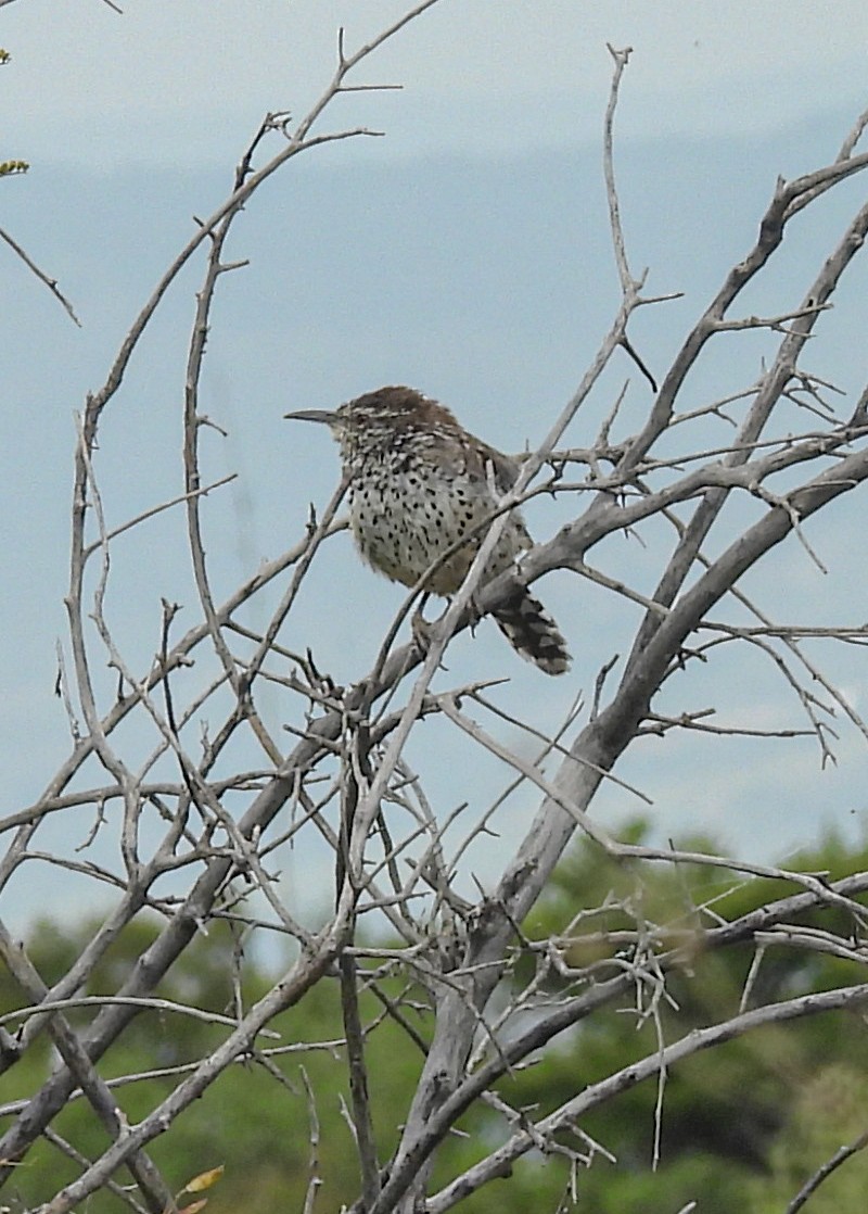 Cactus Wren - ML642567276