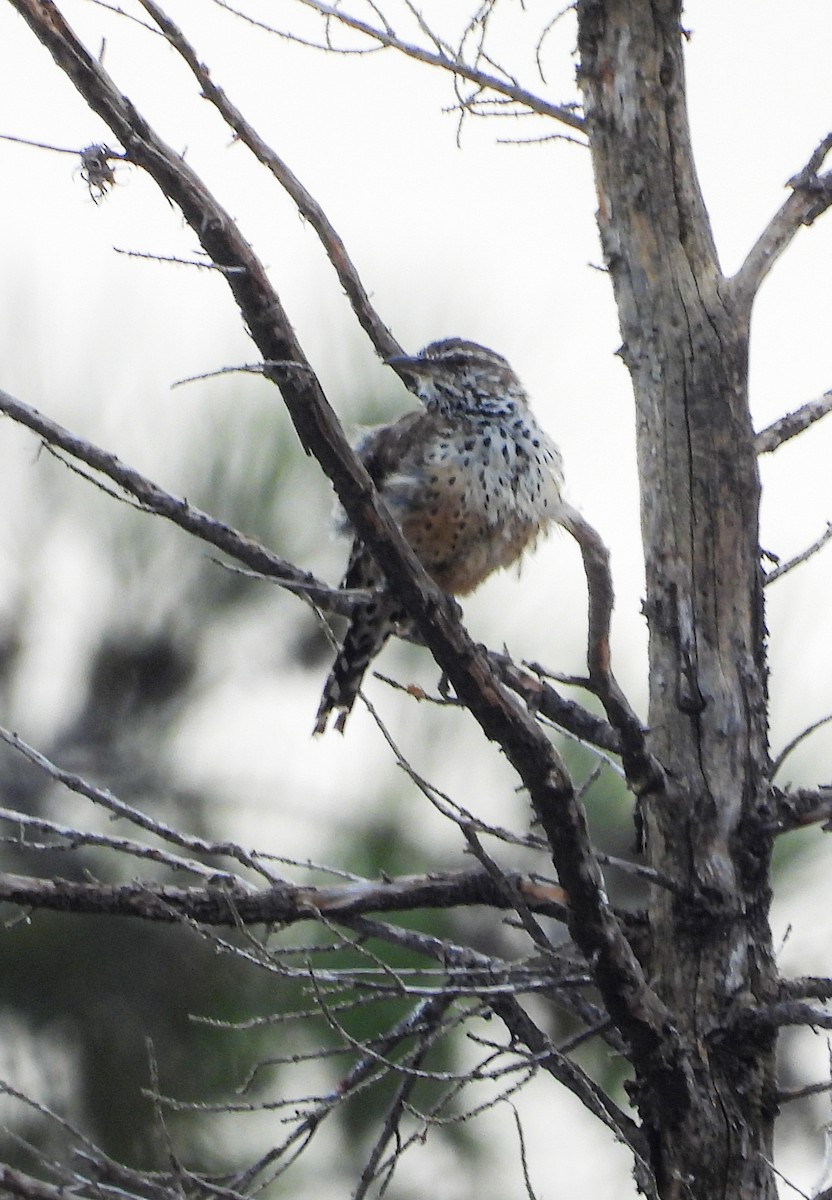 Cactus Wren - ML642567277
