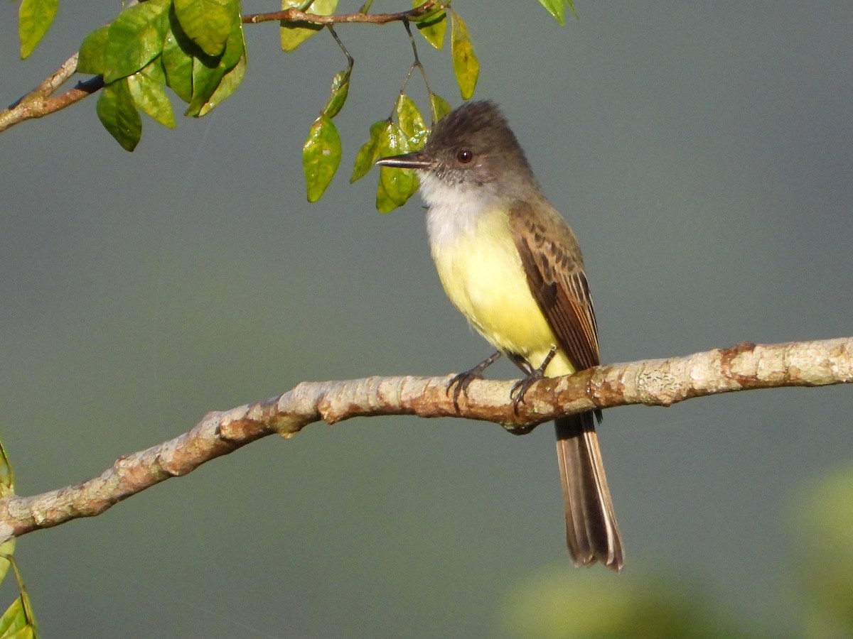 Dusky-capped Flycatcher - ML642567284