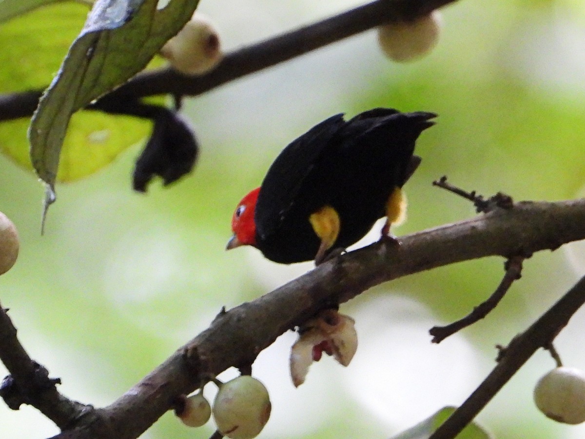 Red-capped Manakin - ML642567302
