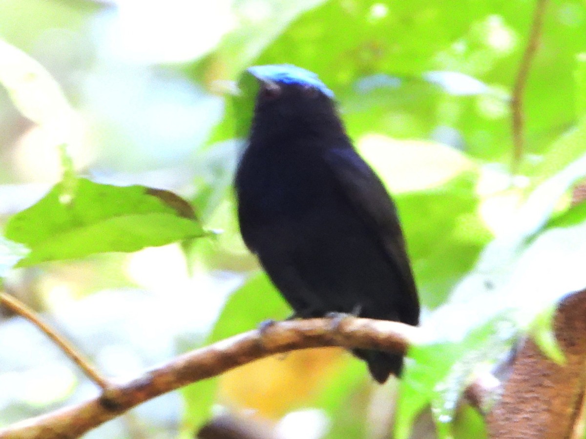 Velvety Manakin - ML642567304