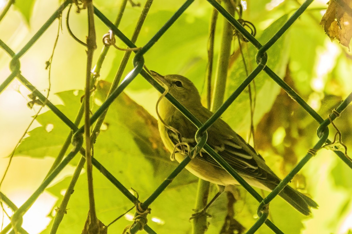 Bay-breasted Warbler - ML642567330