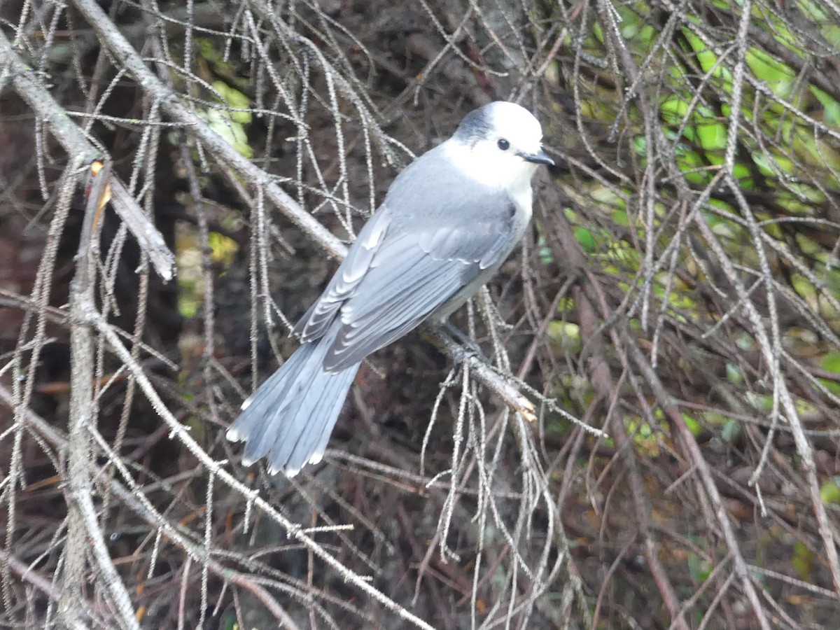 Canada Jay - ML642567332