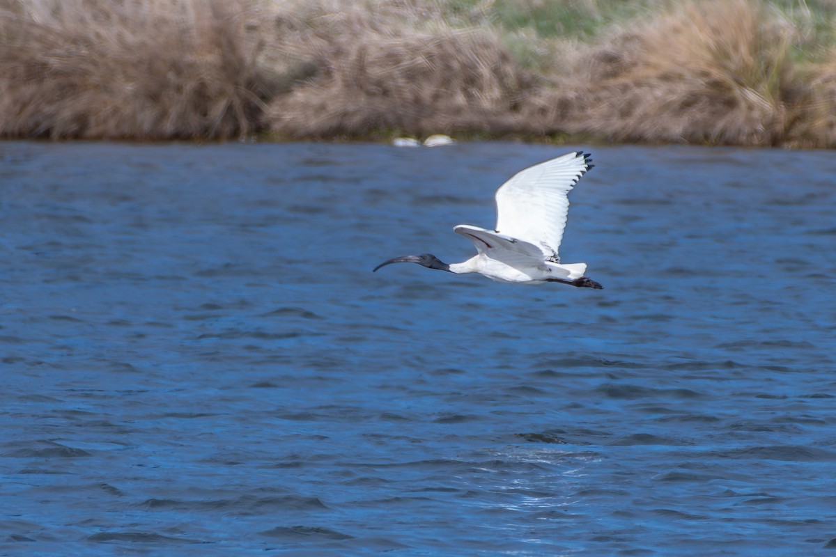 Australian Ibis - ML642567336