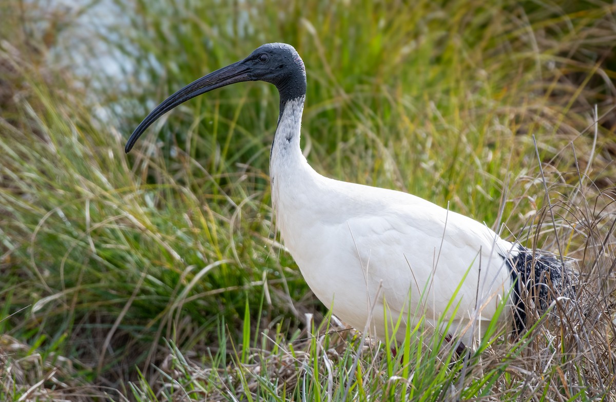 Australian Ibis - ML642567337