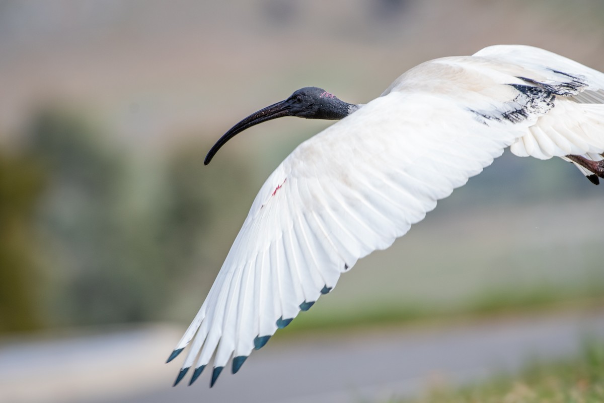 Australian Ibis - ML642567338