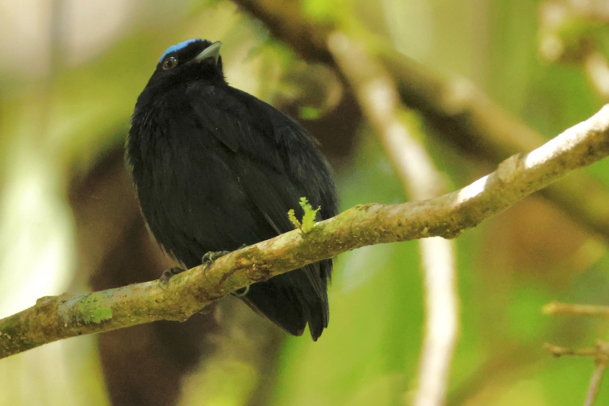 Velvety Manakin - ML642567344