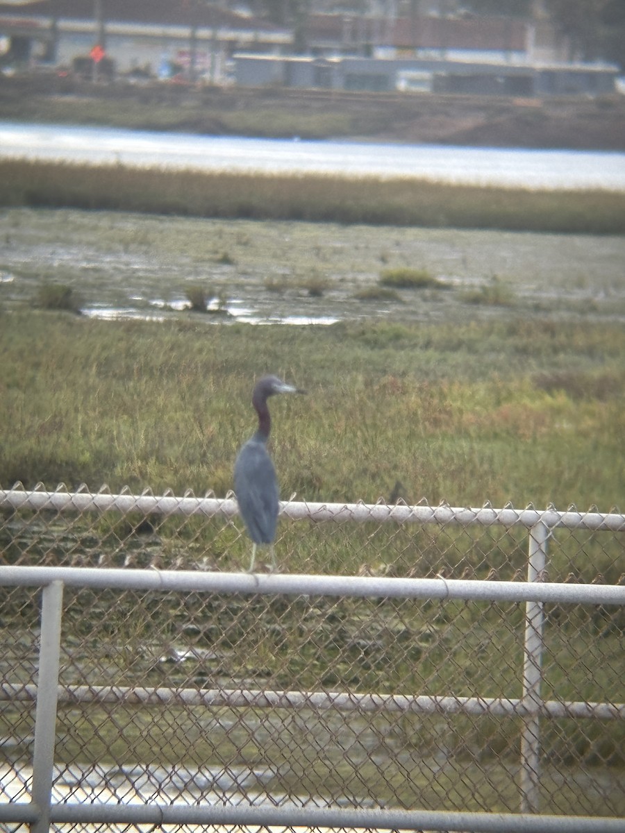 Little Blue Heron - ML642567345