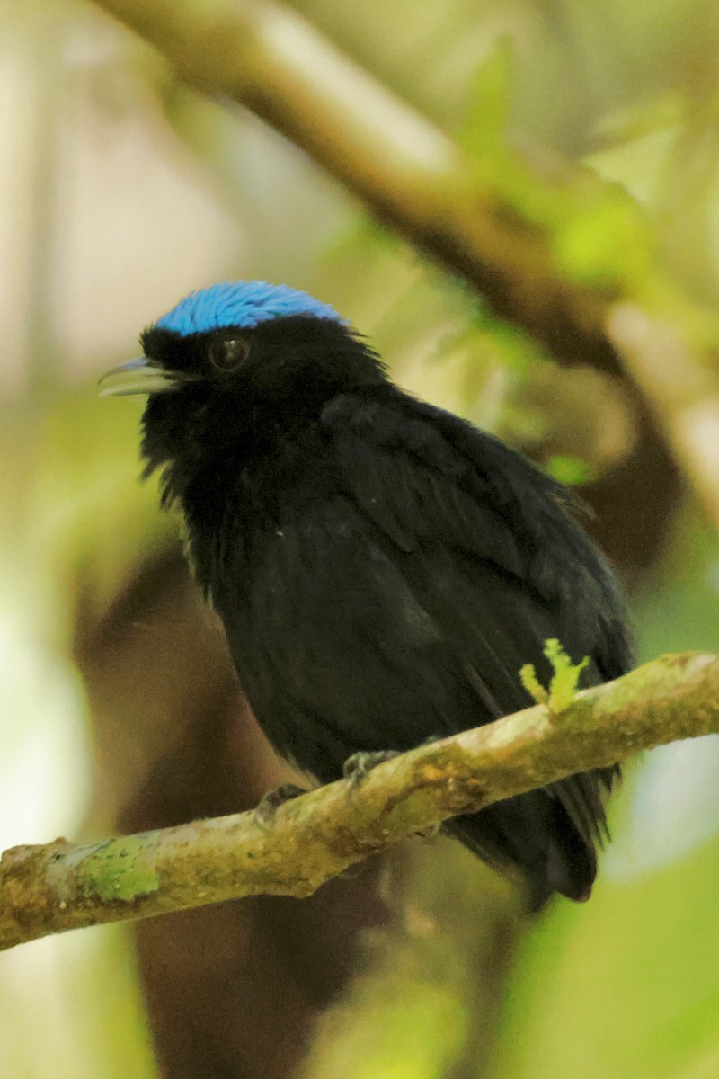 Velvety Manakin - ML642567347