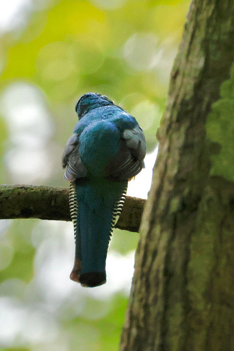 Trogon de Cabanis - ML642567363