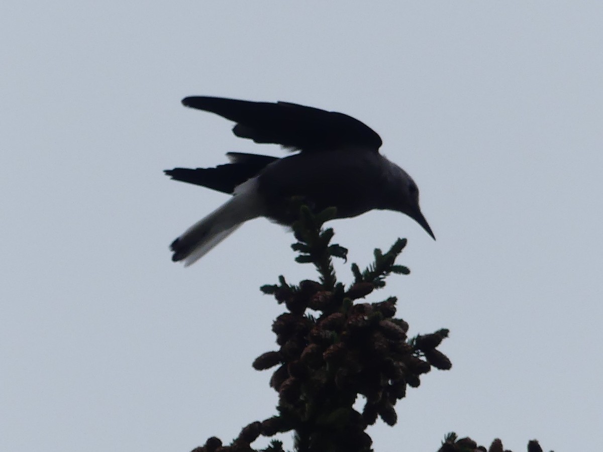 Clark's Nutcracker - ML642567380