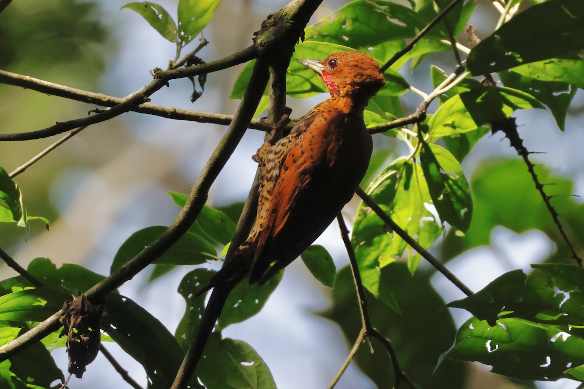 Cinnamon Woodpecker - ML642567405