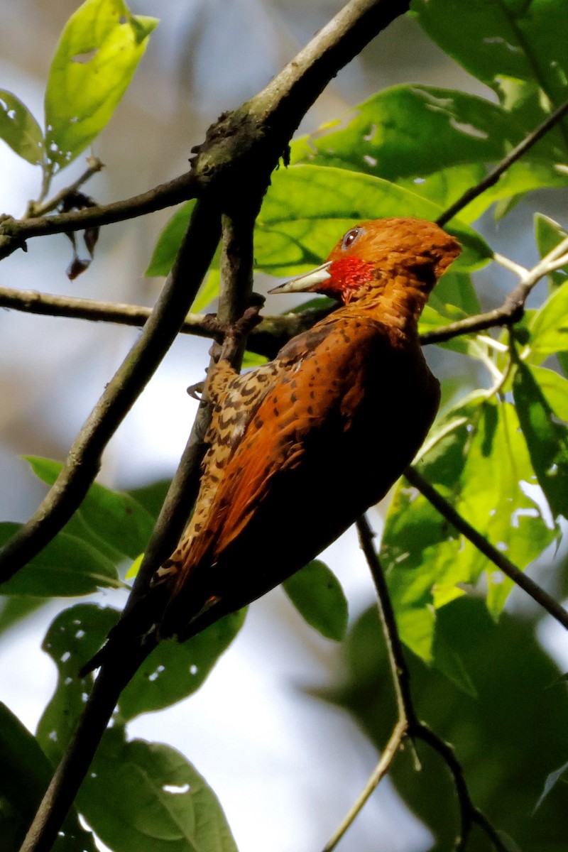 Cinnamon Woodpecker - ML642567407