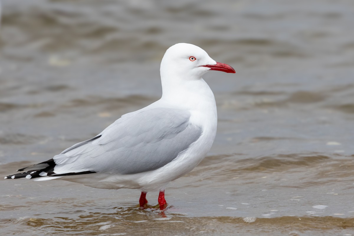 Silver Gull - ML642567411