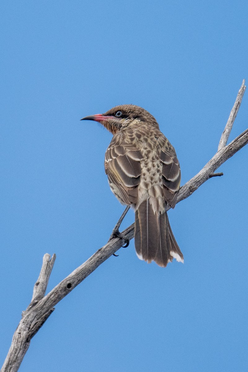 Spiny-cheeked Honeyeater - ML642567432