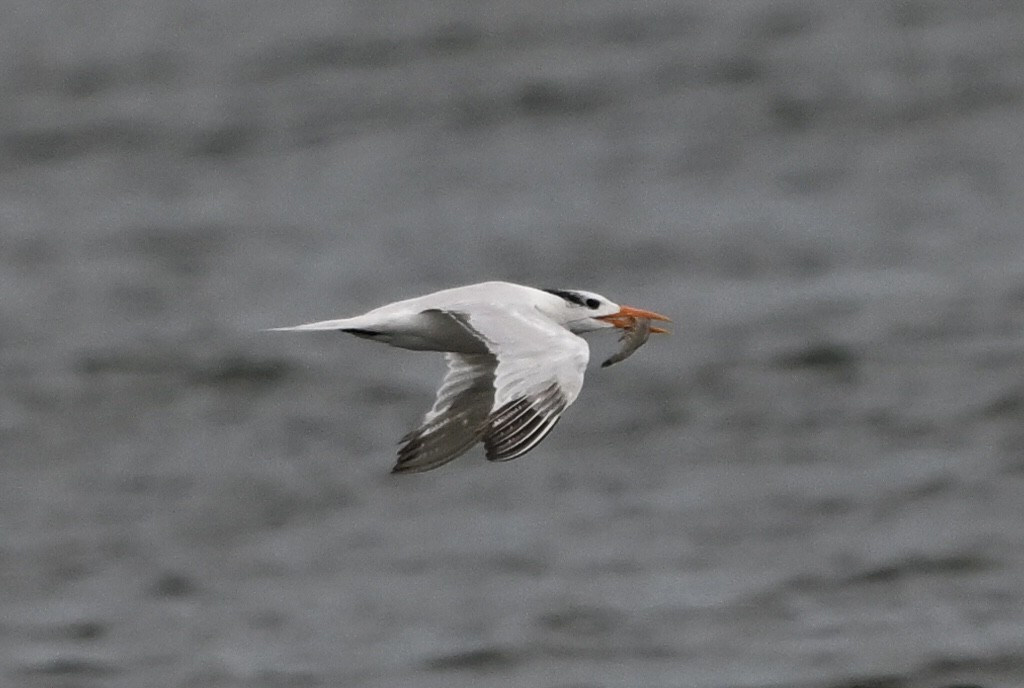 Royal Tern - ML642567435
