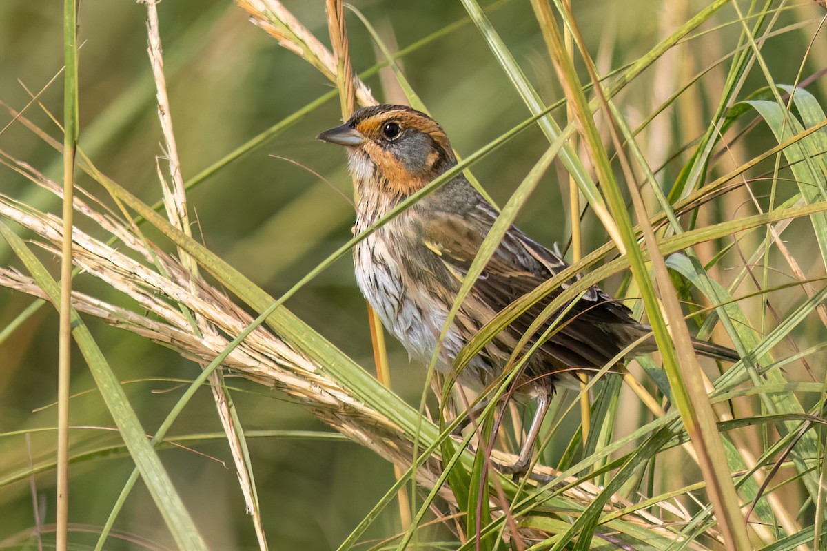 Saltmarsh Sparrow - ML642567454