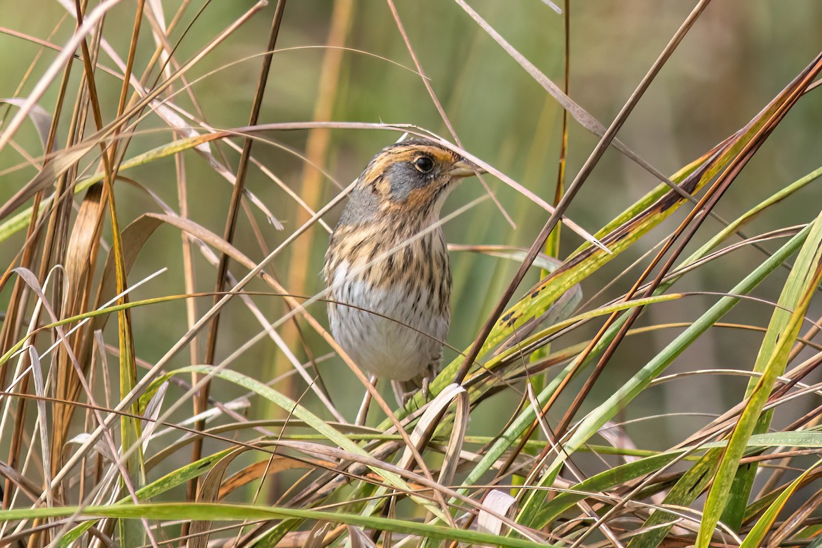 Saltmarsh Sparrow - ML642567456