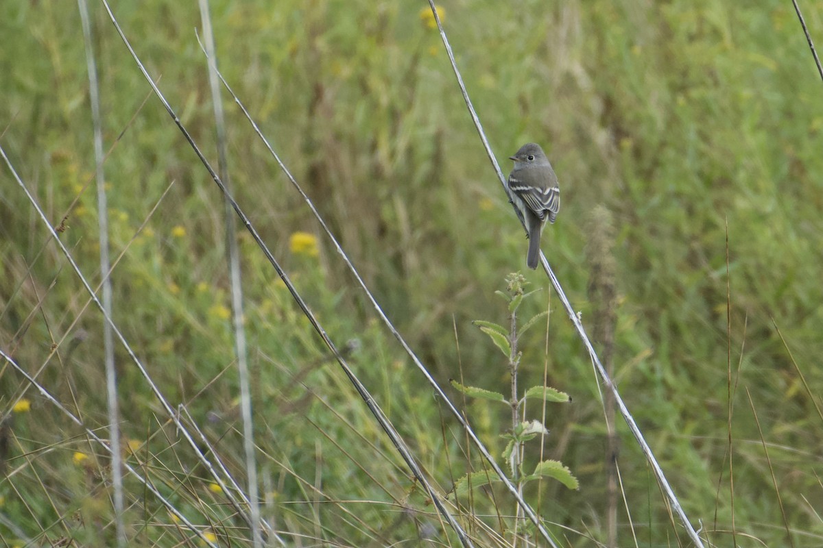 Dusky Flycatcher - ML642567457