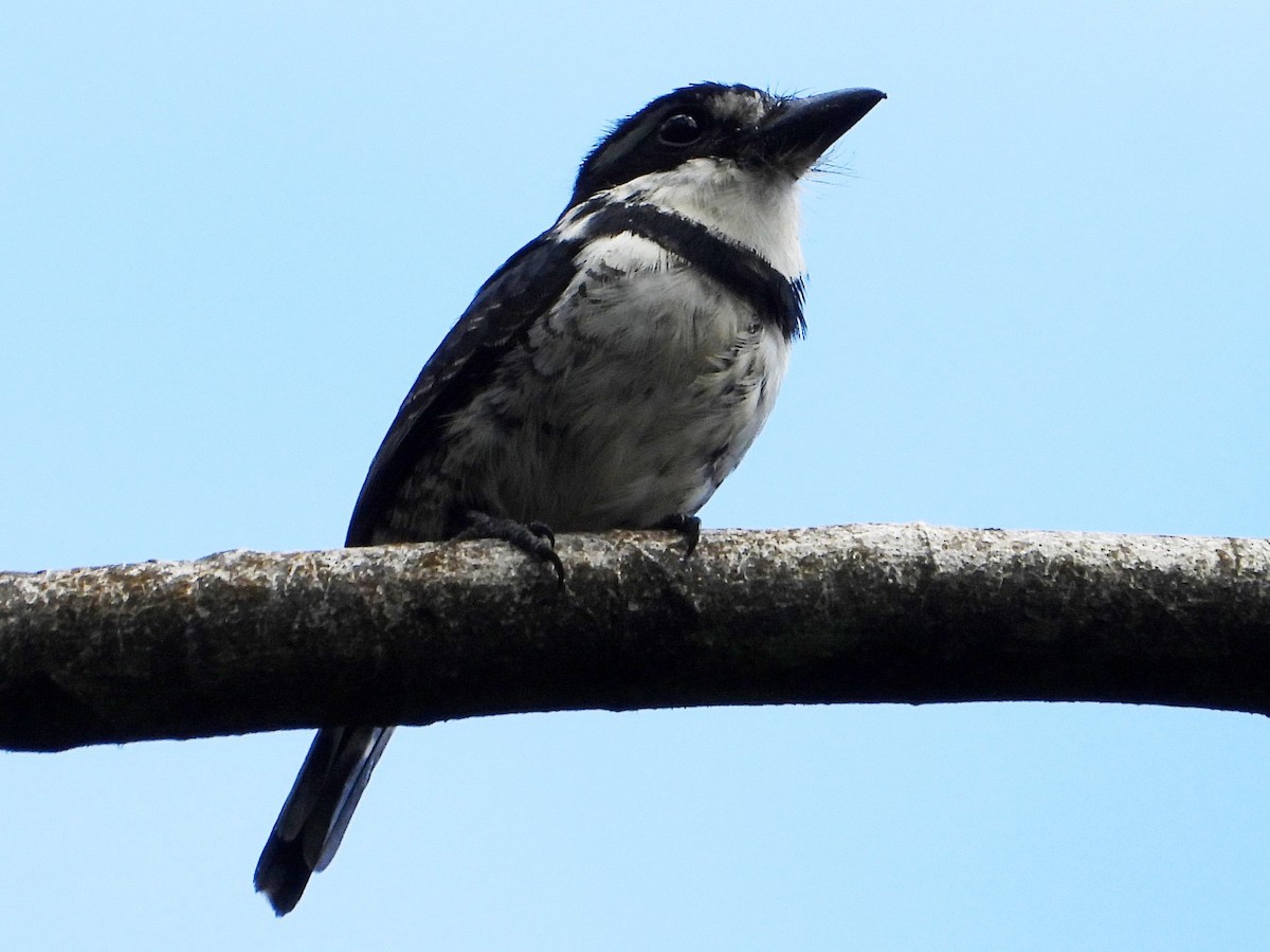 Pied Puffbird - ML642567461