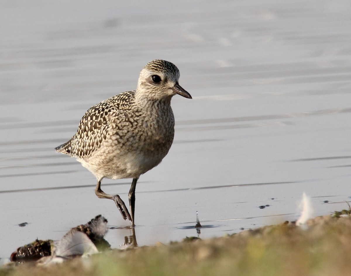 Буурал сүвээ цагаан - ML642567465