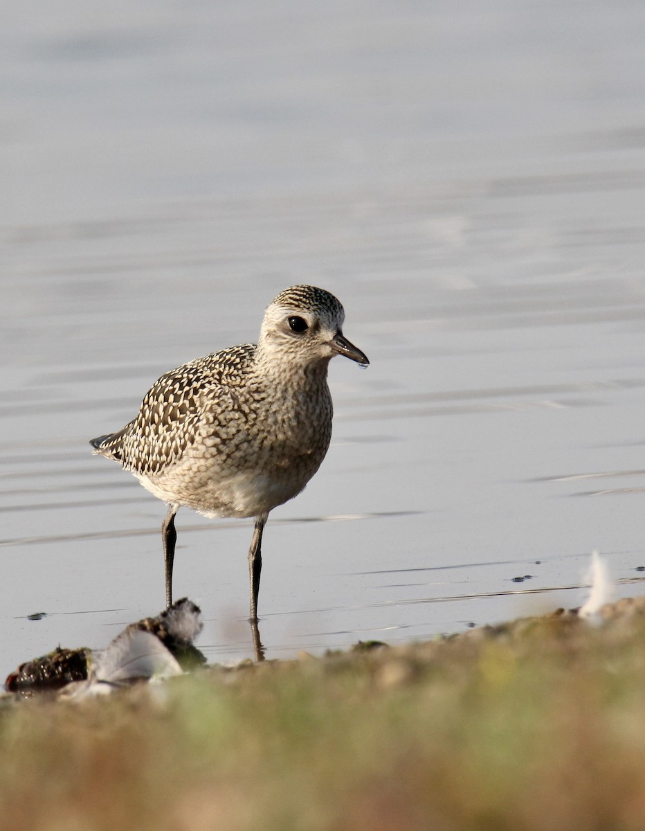 Буурал сүвээ цагаан - ML642567466