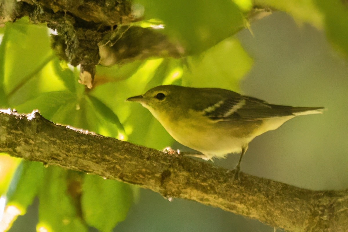 Bay-breasted Warbler - ML642567480