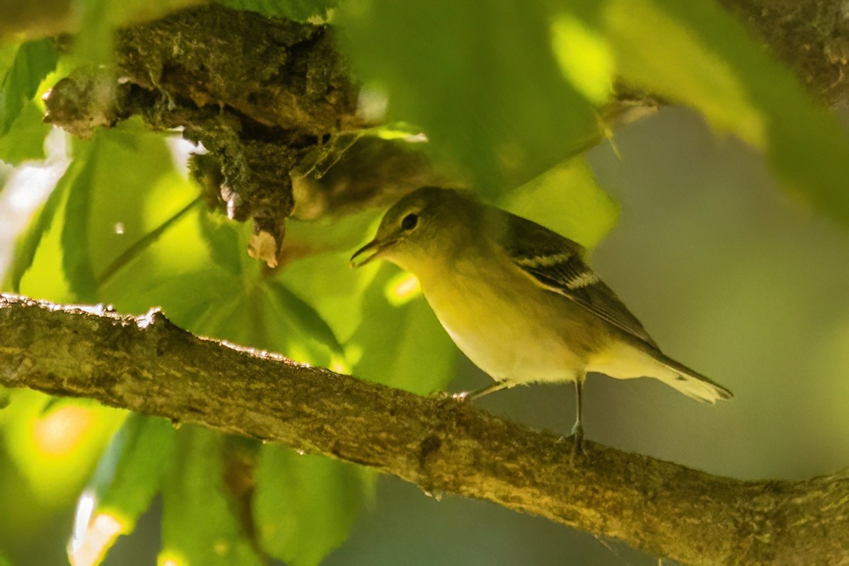 Bay-breasted Warbler - ML642567482