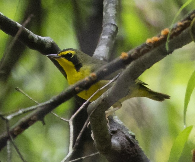 Kentucky Warbler - ML642567489