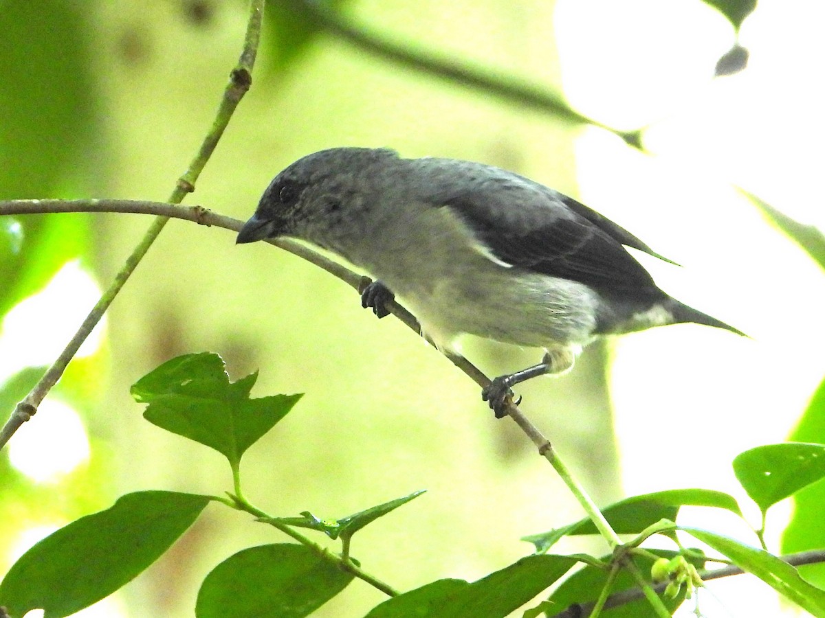 Plain-colored Tanager - ML642567491