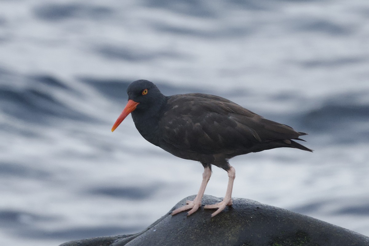 Black Oystercatcher - ML642567506