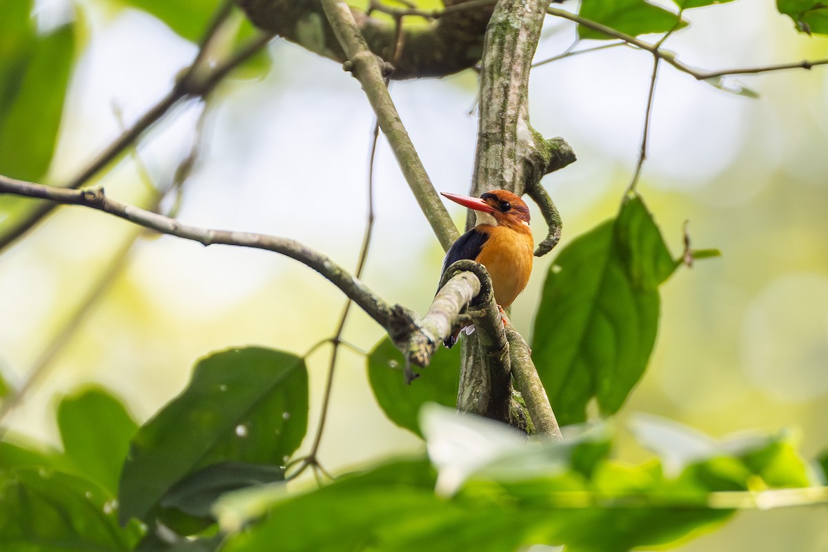 African Dwarf Kingfisher - ML642567560