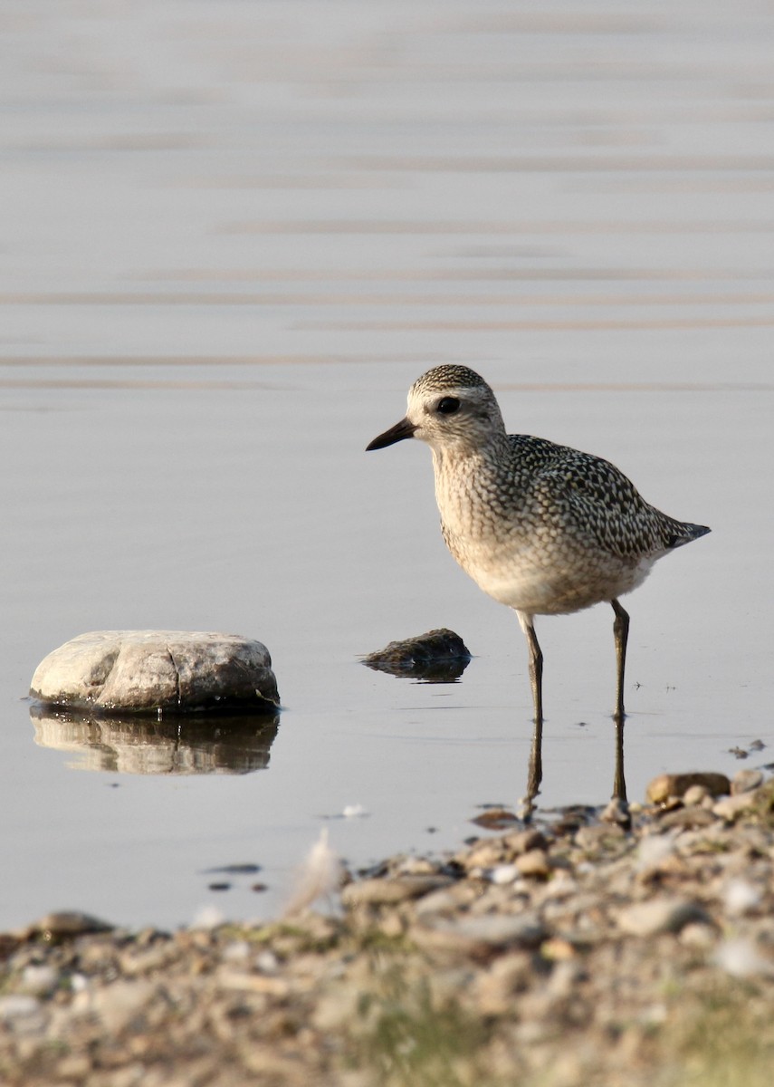 Буурал сүвээ цагаан - ML642567567