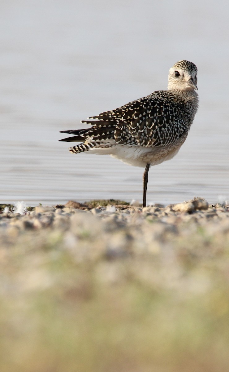 Буурал сүвээ цагаан - ML642567576