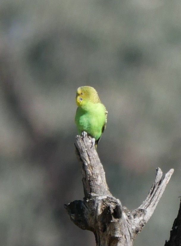Budgerigar - ML642567580