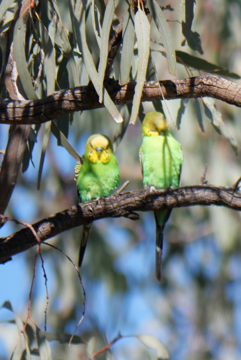 Budgerigar - ML642567581
