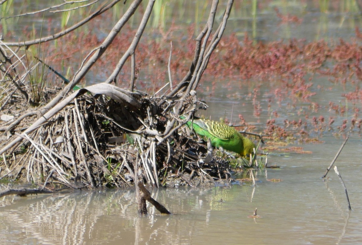 Budgerigar - ML642567582