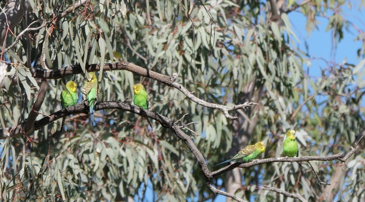 Budgerigar - ML642567583