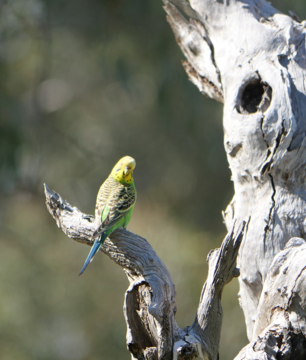 Budgerigar - ML642567584