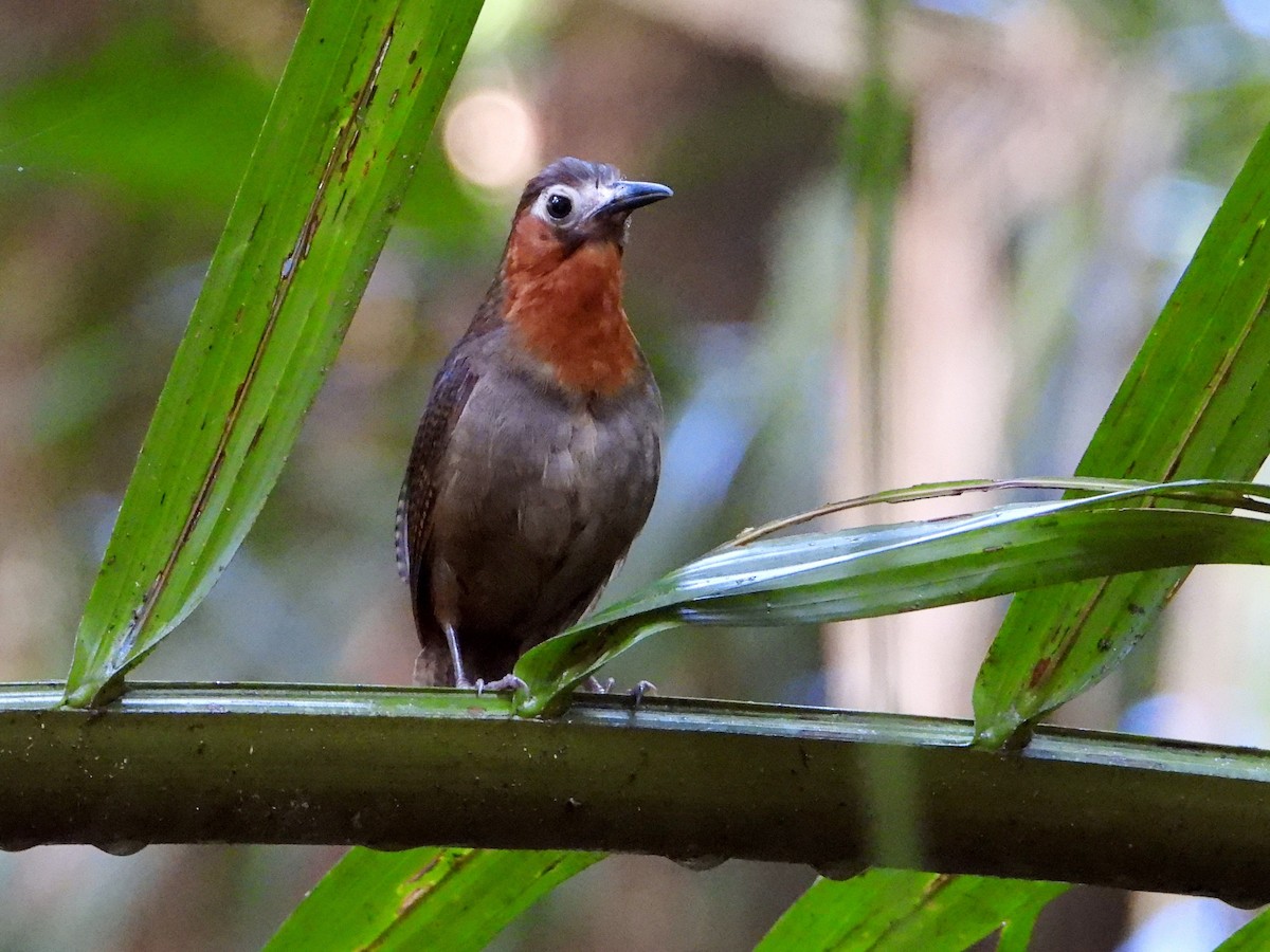 Song Wren - ML642567591